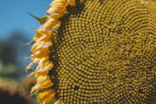 flower sunflower yellow sun sunny