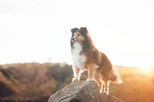 sky sunrise rock outdoor dog