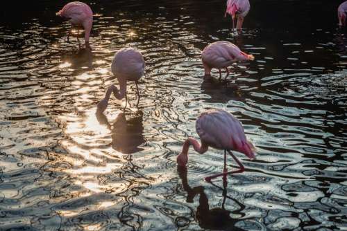 nature water animals birds flamingos