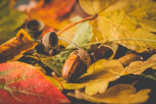close-up autumn tree nuts fll