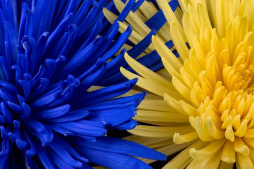 blue yellow flowers macro close up