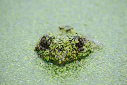 animals reptiles amphibians swamp marsh