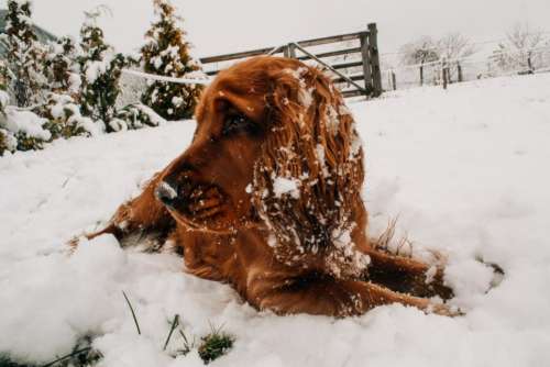 brown dog snow winter cold