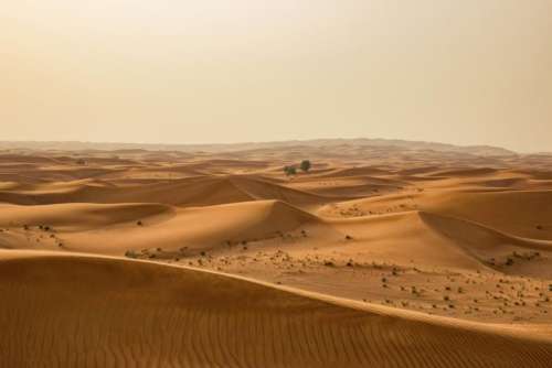 nature sand dunes desert plants
