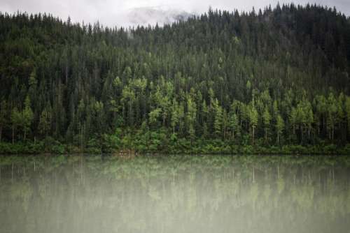 green trees plant nature forest