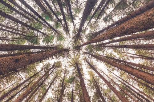 trees plant forest nature leaves