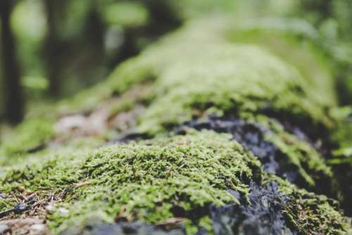 green grass blur nature outdoor