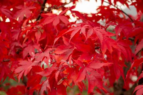 red tree leaves foliage tree branch