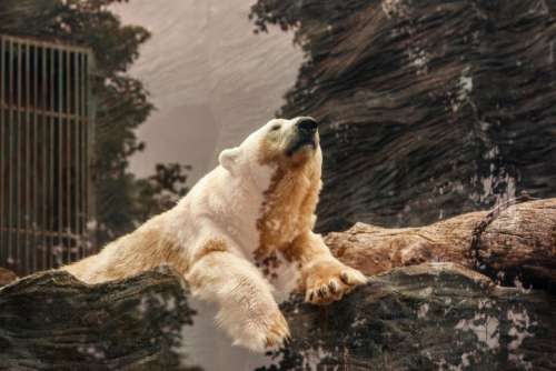 bear white rock carnivore arctic
