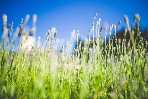lavender plants green grass field