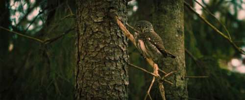 owl bird animal pet wildlife