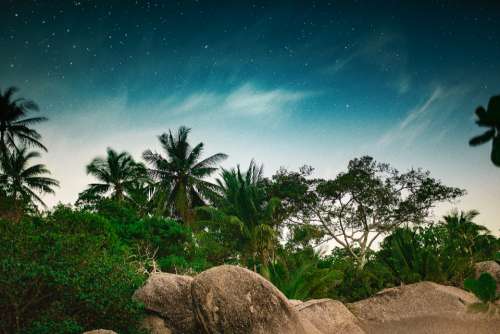 night trees stars jungle tropical