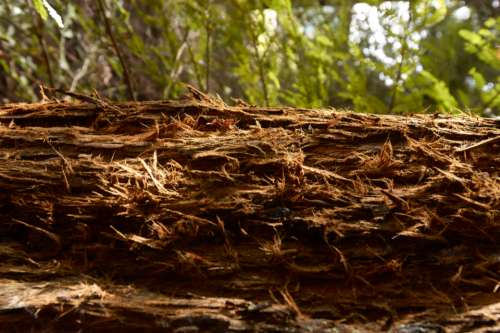 redwood forest tree fallen bark