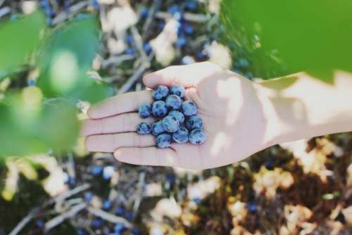 hand blueberry fruit fresh plant