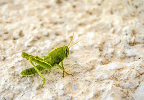 nature animal insect grasshopper wild