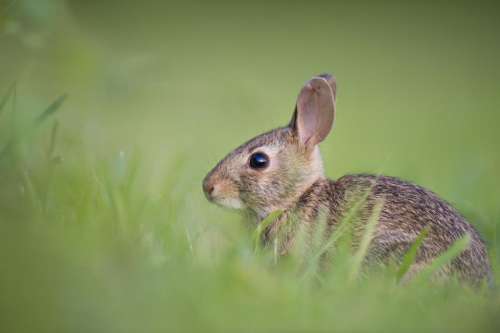 animals rabbits hares fluffy fur