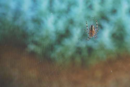 spider web outdoor inset blur