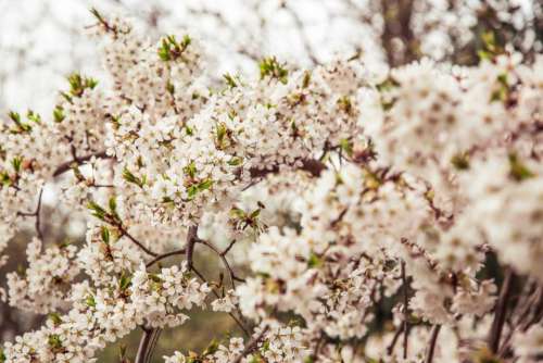 flower white petal bloom garden