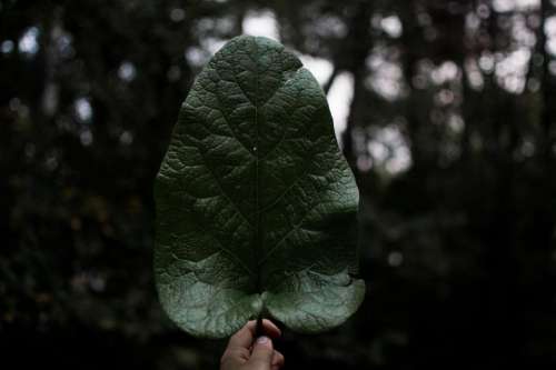 dark green leaf plant hand