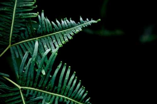nature plants ferns leaves stems
