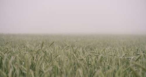 nature grass field wild fog