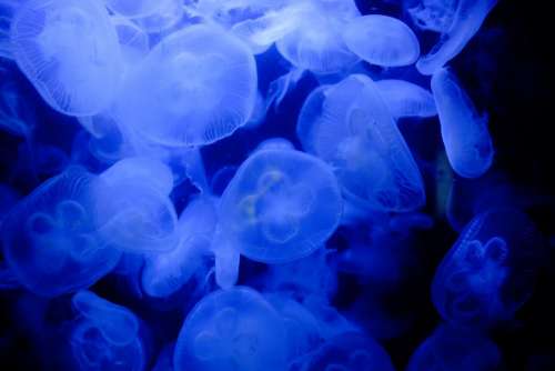 blue nature underwater animals jellyfish