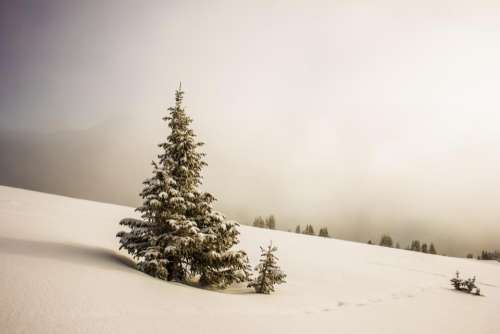 nature plains snow blanket trees