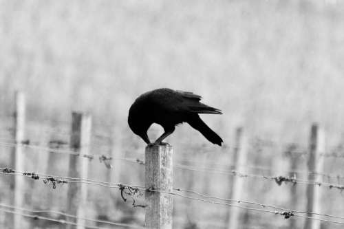 bird animal fence auk beak