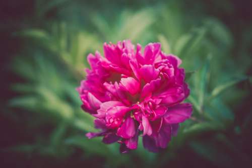 pink petal flower nature plant