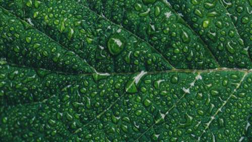 leaf water droplets close up nature