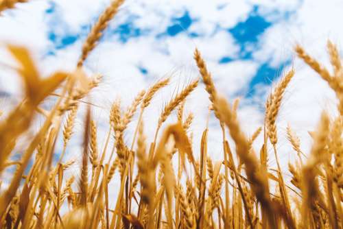 wheat farm blue sky barley