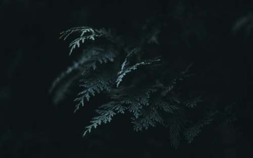 fern leaf macro dark texture