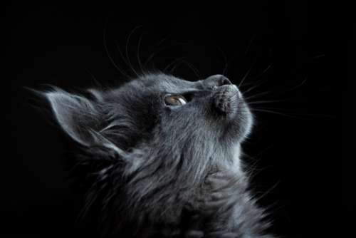gray cat looking curious pet