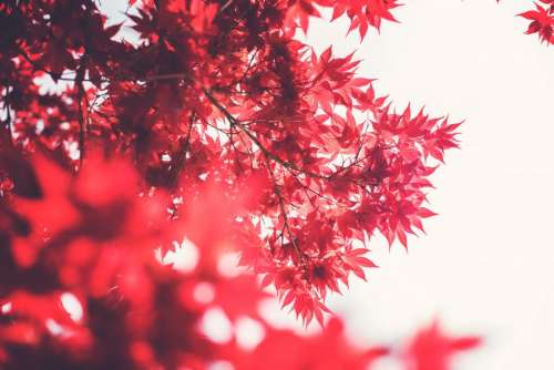 red leaves branches trees nature