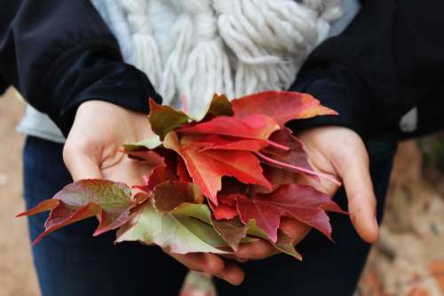 leaves autumn fall hands nature