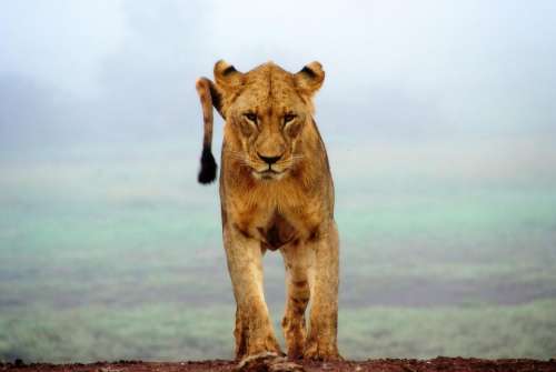 lion animal wildlife mammal highland