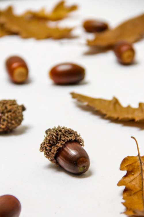 oak leaves acorns close up fall