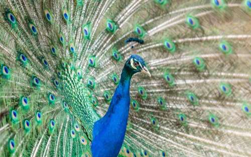 bird peacock feathers animal nature