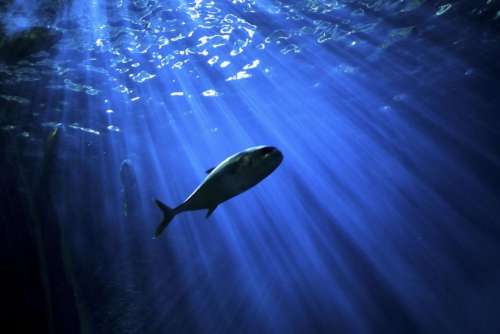 fish underwater sea ocean water