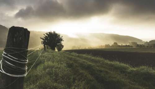 nature landscape green leaves field