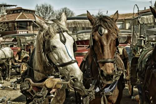 horses animals carriage outdoors mane