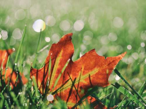 leaf orange green grass bokeh