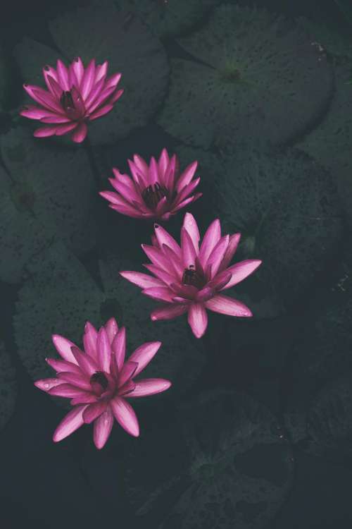 waterlily plants pink petal flower