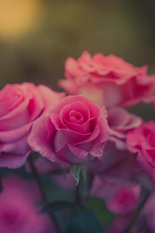 pink flower rose petal nature