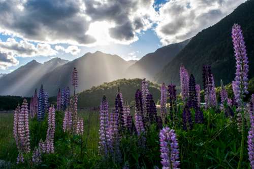 lupine flowers nature outdoors mountains