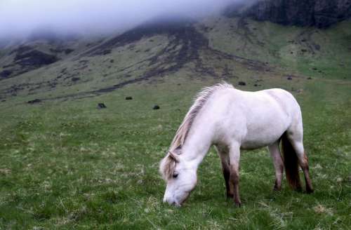 animals horses beautiful mane white