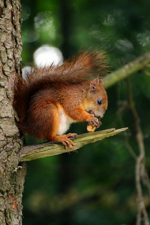 squirrel animal eating tree branch