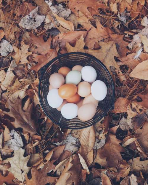 basket eggs easter outdoor leaf