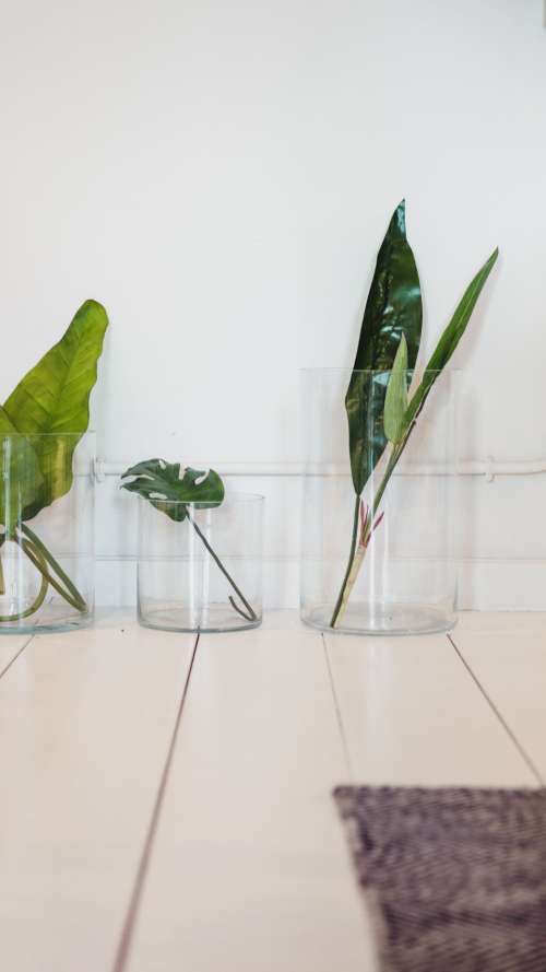 simple plants vase indoors decor
