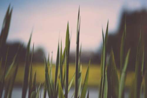 nature grass pointed edges swamp